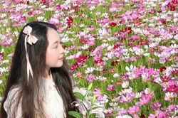 Cánh đồng hoa sao nhái tuyệt đẹp ở Cà Mau