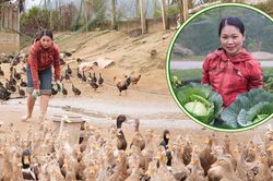 Làm giàu từ vịt bầu bản địa, lan tỏa sinh kế cho người dân