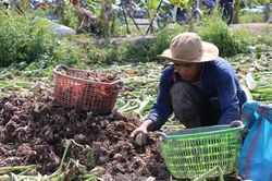 Đồng Tháp: Nông dân phấn khởi vì giá khoai môn tăng