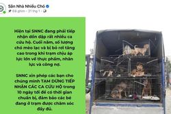 Chó mèo bị 'bỏ rơi' cận Tết: Khi tình thương hóa gánh nặng cho trạm cứu hộ