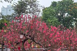 Hà Nội mở cửa không gian hoa Xuân tại vườn hoa Lý Thái Tổ