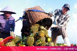 Hà Tĩnh từng bước hình thành nông nghiệp đa giá trị, thân thiện với môi trường