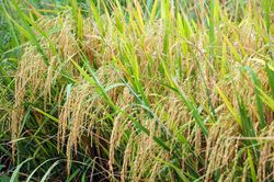 Một 'cò lúa' phải trả lại tiền cọc 750 triệu vì không cung cấp đủ 1.330 tấn lúa theo thỏa thuận