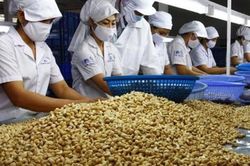 Xuất khẩu điều tiếp tục 'bùng nổ' vào đầu năm 2026