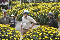 Người trồng hoa mong sớm 'về đích'