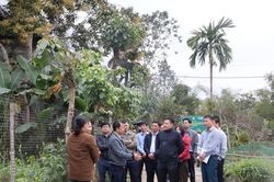 Hỗ trợ thức ăn thủy sản các hộ gia đình tham gia dự án nuôi cá rô phi ở Lào Cai