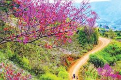 Nghe mùa Xuân đang về