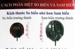 Cảnh báo ngộ độc do ăn nhầm 'so biển'