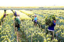 Thời tiết Nghệ An ngày 17/2 (mồng 1 Tết): Ngày nắng yếu, chiều tối và đêm có mưa rào