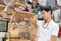 'Thần y trị điểu' ở An Khê