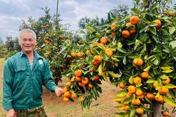 Gia Lai: Quýt hồng Sơn Lang 'chín vàng' đón Tết - mùa tiêu thụ lớn nhất trong năm