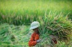 Nỗi lo 'đong gạo' nhường chỗ cho khát vọng thịnh vượng