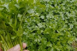 Rau mùi – gia vị quen thuộc giúp hỗ trợ tiêu hóa, giảm đầy bụng
