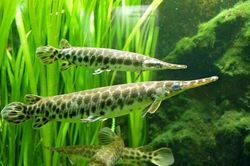 11 người nhập viện sau bữa nhậu cá cảnh: Công an bác tin 'ngộ độc trứng cá rồng'