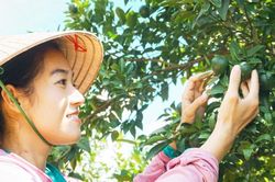 Từ trái chanh vàng nước Ý đến mảnh vườn nhà của Tiên