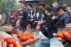 Độc đáo Lễ hội ném cà chua ở Thanh Hóa: Càng ném nhiều càng may mắn