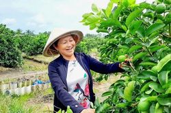 Những người giữ đất để nông sản Việt vươn xa