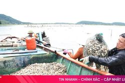Giá ngao tăng gấp đôi, người nuôi lãi lớn