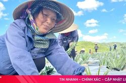 Liên kết trồng dứa ở Hà Tĩnh: Lượng - chất song hành, đảm bảo bền vững!