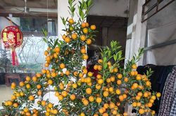 Cảnh báo nguy cơ ngộ độc nếu ăn quất cảnh sau Tết