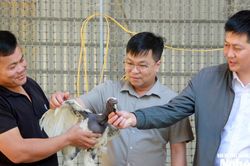 Giữ giống gà quý giữa đại ngàn miền Tây xứ Nghệ