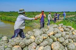 Vào mùa bí đỏ