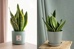 Những loại cây dễ chăm sóc, hút ẩm, giảm mùi trong nhà mùa nồm