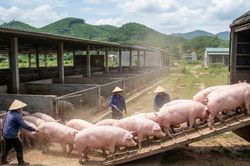 Giá heo hơi hôm nay 26/2/2026: Miền Bắc giữ đỉnh cao nhất