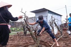 Người dân làng đào Nhật Tân tất bật hồi sinh đào sau Tết Bính Ngọ 2026