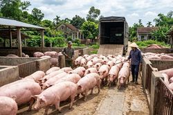 Giá heo hơi hôm nay 28/2/2026: Miền Nam vẫn thấp nhất 69.000 đồng/kg