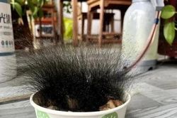 Để quên bát cơm khi nghỉ Tết, người đàn ông sốc nặng khi đi làm trở lại