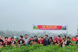Rộn ràng hội hái chè giữa đất trời ATK Định Hóa, Thái Nguyên