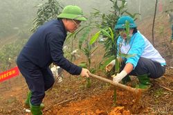 Xã Lương Thịnh phấn đấu trồng mới 270 ha rừng
