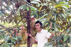 'Vua của các loại trái cây' bén đất Quảng Trị