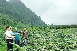 Quảng Trị: Lốc xoáy bất ngờ khiến nhiều diện tích ngô bị đổ ngã