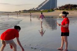 Hàng ngàn con cá trích dạt vào khu vực biển Bãi Dài