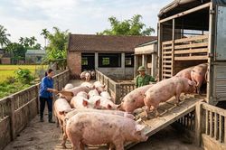 Giá heo hơi hôm nay 4/3: Chênh lệch 5.000 đồng/kg giữa các miền
