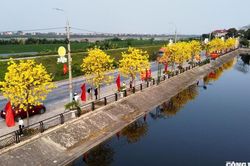 Góc sống ảo 'triệu view': Điểm check-in hoa Phong Linh thu hút giới trẻ ở Phú Thọ