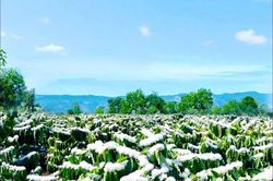 Tinh khôi mùa hoa cà phê nơi đại ngàn