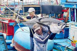 Nỗ lực gỡ thẻ vàng IUU và hành trình hướng tới nghề cá có trách nhiệm và bền vững