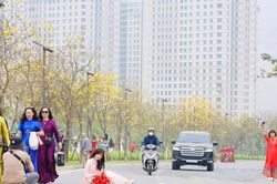 Mải mê chụp ảnh hoa phong linh, nhiều người bất chấp nguy hiểm đứng ngồi giữa lòng đường