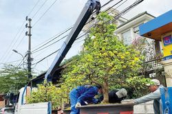 Dịch vụ chăm mai sau Tết đắt khách