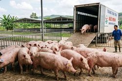 Giá heo hơi hôm nay 7/3: Dao động 62.000 – 69.000 đồng/kg trên cả nước