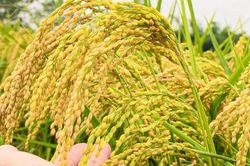 Giá lúa gạo hôm nay 6/3: Lúa tươi giảm 100 đồng/kg, gạo xuất khẩu ổn định