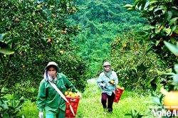 Những đồi cam mở lối sinh kế bền vững ở Môn Sơn