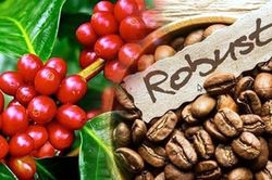 Giá cà phê hôm nay 8/3: Thị trường nội địa tăng 800 đồng/kg, sát mốc 97.000 đồng