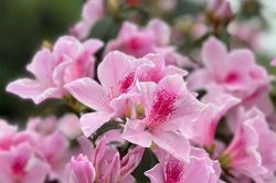 Hoa đỗ quyên - 'Nàng thơ' của núi rừng