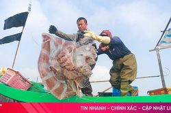 Ngư dân Hà Tĩnh vào mùa đánh bắt sứa biển