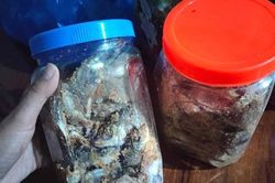 Nguy cơ ngộ độc Botulinum từ cá ủ chua: Khi món ăn truyền thống tiềm ẩn nguy cơ tử vong