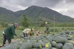 Chung tay sẻ chia cùng người trồng dưa hấu Gia Lai